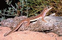 White spotted ground gecko (Lucasium alboguttatum) Western Australia