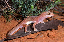Beaded gecko (Lucasium damaeus) Victoria, Australia