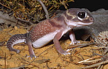 Knob-tailed gecko, female {Nephrurus levis occidentalis} Western Australia