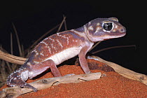 Knob-tailed gecko, female {Nephrurus levis} Northern Territory, Australia