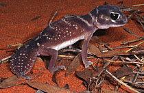 Knob-tailed gecko, male {Nephrurus levis} Northern Territory, Australia