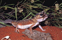 Knob-tailed gecko {Nephrurus levis} female feeds on stick insect, NSW, Australia