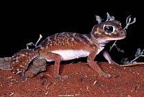 Knob-tailed gecko, female {Nephrurus levis} New South Wales, Australia