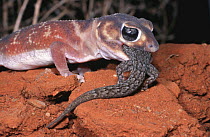 Knob-tailed gecko {Nephrurus levis} male eating {Gehyra vaiegata} gecko, Australia