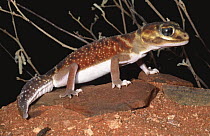 Knob-tailed gecko, female {Nephrurus levis pilbarensis} Western Australia