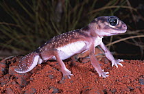Knob-tailed gecko {Nephrurus levis pilbarensis} Western Australia