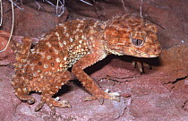 Northern knob-tailed gecko {Nephrurus amyae} female, Northern Territory, Australia