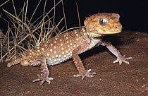 Northern knob-tailed gecko {Nephrurus amyae} Northern Territory, Australia