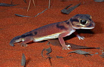 Smooth knob-tailed gecko {Nephrurus laevissimus} Uluru NP, Australia.