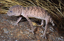 Knob-tailed gecko {Nephrurus sheai} Kakadu NP, Northern Territory, Australia