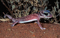 Starred knob-tailed gecko {Nephrurus stellatus} South Australia.