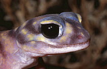 Starred knob-tailed gecko {Nephrurus stellatus} male portrait, South Australia