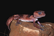 Banded knob-tailed gecko {Nephrurus wheeleri cinctus} Western Australia