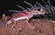 Knob-tailed gecko {Nephrurus deleani} South Australia