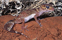 Thick-tailed gecko, female {Underwoodisaurus milii} New South Wales, Australia