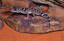 Thick-tailed gecko {Underwoodisaurus milii} juvenile, Victoria, Australia