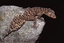 Southern leaf-tailed gecko with young on back {Phyllurus platurus} NSW, Australia