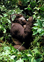 Mountain gorilla {Gorilla beringei} Virunga volcanoes, Zaire