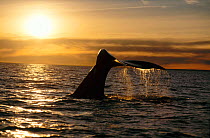 Southern right whale fluke at sunset {Balaena glacialis australis} Off coast of Argentina