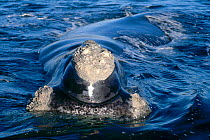 Southern right whale at water surface {Balaena glacialis australis} Off coast of Argentina