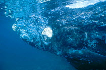 Southern right whale underwater {Balaena glacialis australis} Off coast of Argentina