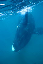 Southern right whale underwater {Balaena glacialis australis} Off coast of Argentina