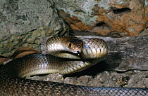 Eastern brown snake strike pose {Pseudonaja textilis} Victoria, Australia.