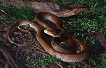 Coastal taipan snake, male {Oxyuranus scutellatus} Queensland, Australia