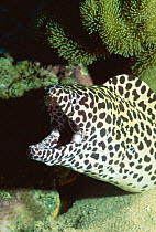 Honeycomb / Blackspotted moray eel, mouth open {Gymnothorax favagineus} Moluccas, Indonesia