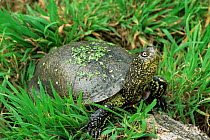 European pond turtle {Emys orbicularis} Western Europe, captive