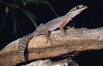 Jewelled velvet gecko, male {Oedura gemmata} Kakadu NP, Northern Territory, Australia