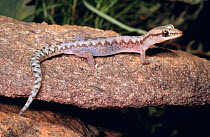 Zigzag velvet gecko, male (Amalosia rhombifer) Northern Territory, Australia