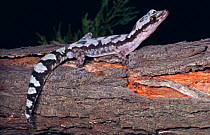 Robust velvet gecko, male (Nebulifera robusta) New South Wales, Australia
