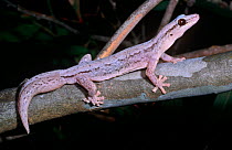 Reticulated velvet gecko, female (Hesperoedura reticulata) Western Australia