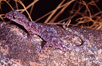 A small Velvet gecko from sandstone escarpment habitat (Amalosia sp) Kakadu NP, Australia