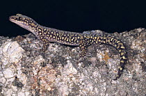 Southern spotted velvet gecko, male {Oedura tryoni} New South Wales, Australia