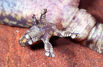 Close up of feet suckers of Marbled velvet gecko, male {Oedura marmorata} Northern Territory, Australia.