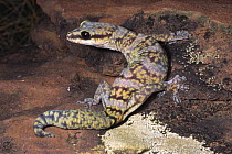 Marbled velvet gecko, female {Oedura marmorata} Northern Territory, Australia
