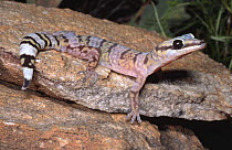 Marbled velvet gecko, male {Oedura marmorata} Northern Territory, Australia