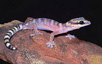Marbled velvet gecko, FEmale {Oedura marmorata} Northern Territory, Australia