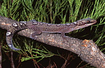 Ocellated velvet gecko {Oedura monilis} New South Wales, Australia