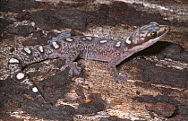 Subadult Ocellated velvet gecko {Oedura monilis} New South Wales, Australia