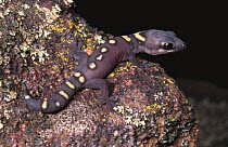 Ocellated velvet gecko hatchling {Oedura monilis} New South Wales, Australia