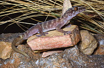 Giant cave gecko {Pseudothecadactylus lindneri lindneri} Kakadu NP, NT,