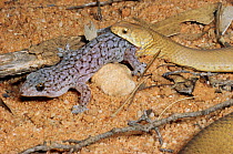 Bardick snake {Echiopsis curta} predating gecko {Gehyra variegata} S. Australia.