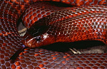 D - Collett's snake {Pseudechis colletti} coiled with tongue extended, Queensland, Australia