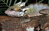 Boyds forest dragon (Lophosaurus / Hypsilurus boydii) Queensland, Australia