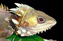 Boyds forest dragon male (Lophosaurus / Hypsilurus boydii) Queensland, Australia
