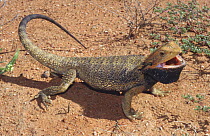 Inland bearded dragon, male threat display {Pogona vitticeps} NT, Australia