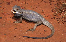 Inland bearded dragon, gravid female threat display {Pogona vitticeps} Queensland, Australia